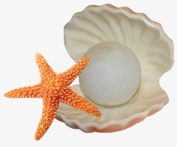 海星和贝壳素材