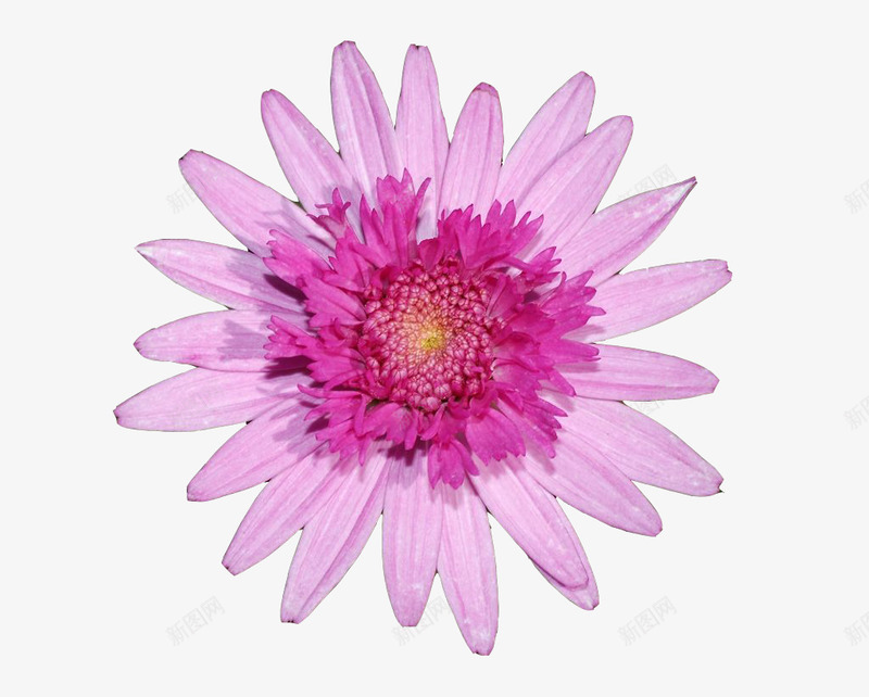墨菊花朵png免抠素材_新图网 https://ixintu.com 墨菊 植物 花卉 花朵 花瓣