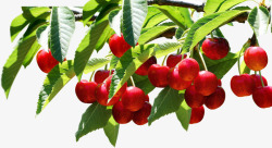 红色鲜红樱桃车厘子水果素材