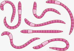 蠕虫蚯蚓素材