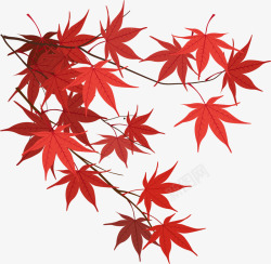 红枫的叶子红枫高清图片