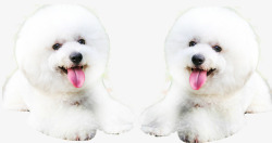 伸舌头的狗伸舌头的小狗狗高清图片
