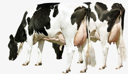 平面牧场奶牛吃草矢量图素材