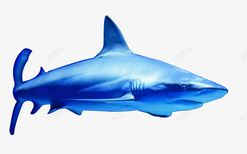 海洋大鲨鱼sharkpng免抠素材_新图网 https://ixintu.com shark 海洋 海鲜 鲨鱼