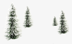 白色的松树雪松高清图片