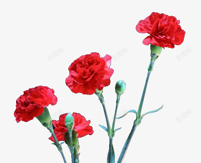 鲜艳的红花和花苞png免抠素材_新图网 https://ixintu.com 植物 红花 花苞