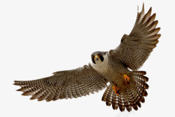 小型勐禽有巨大翅膀的苍鹰高清图片