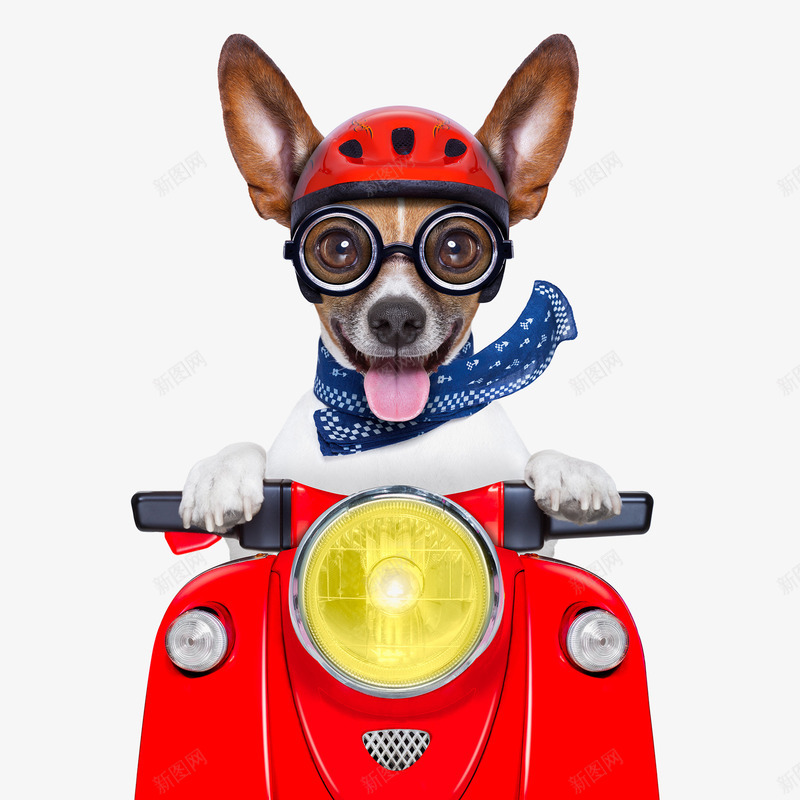 骑车的宠物狗png免抠素材_新图网 https://ixintu.com 交通工具 宠物狗 摩托车 眼镜 红色