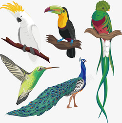 孔雀羽毛卡通热带鸟矢量图高清图片