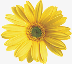 手绘黄色春季花朵素材