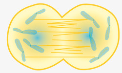 生物细胞有丝分裂素材