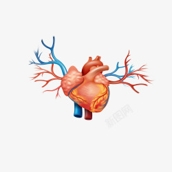 心脏血管矢量图精致人体器官血管高清图片