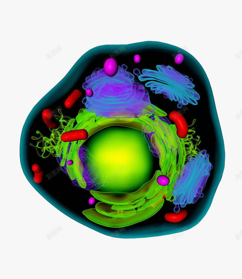细胞建筑png免抠素材_新图网 https://ixintu.com 医疗 器官 彩色 生物学 细胞 细胞建筑免抠PNG