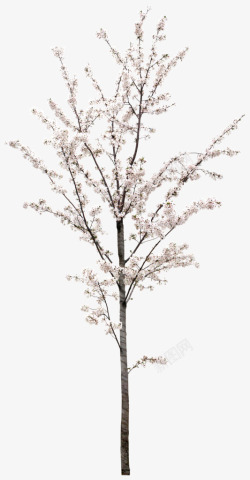 白色樱花树装饰素材