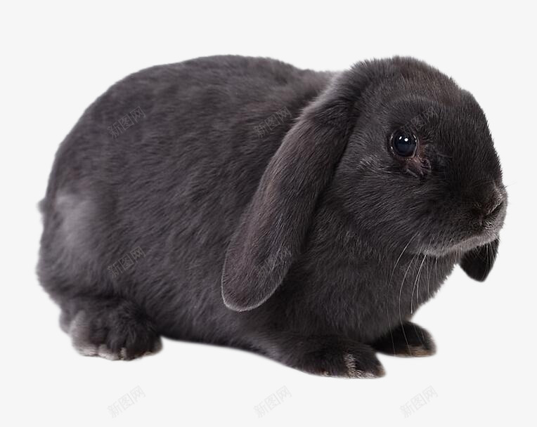 黑色的兔子png免抠素材_新图网 https://ixintu.com 兔子 动物 可爱的兔子 黑色的兔子