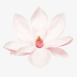 兰科白色香味可见花芯的玉兰花瓣实物高清图片
