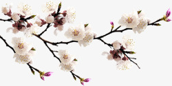 桃花写实桃花高清图片