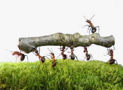 杂食性搬运小蚂蚁高清图片