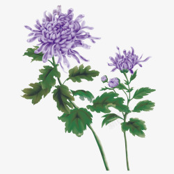 大红底重阳节紫色菊花花朵装饰免高清图片