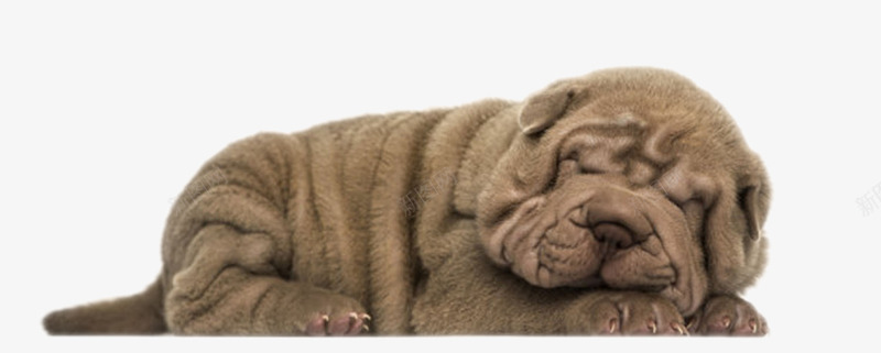 棕色可爱躺着的沙皮狗动物png免抠素材_新图网 https://ixintu.com 人类朋友 免扣 免费下载 动物 宠物 生物 睡觉 躺着 躺着的狗