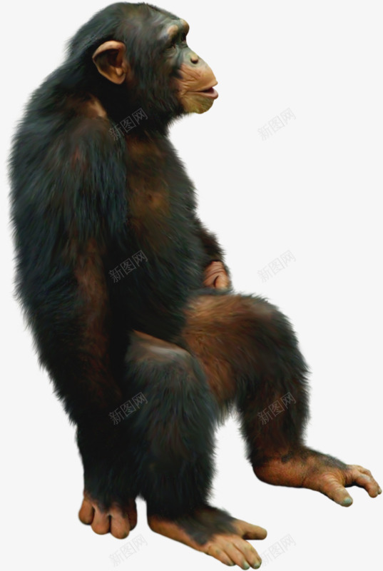 坐着的大猩猩png免抠素材_新图网 https://ixintu.com 坐着 大猩猩 聪明 黑色