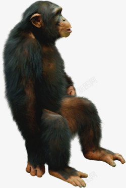 黑色猩猩矢量图坐着的大猩猩高清图片