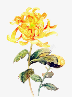 手绘创意黄色的菊花花卉素材