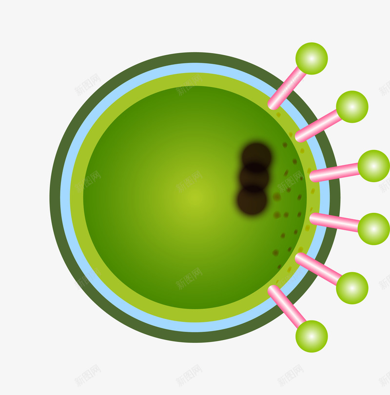 绿色细胞分裂图png免抠素材_新图网 https://ixintu.com 显微镜 生物医疗 生物学 生物研究 真菌 细胞 细胞高清大图 细菌 细菌结构 绿色 蛋白质细胞