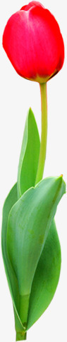 春季清新红色花朵植物装饰png免抠素材_新图网 https://ixintu.com 春季 植物 清新 红色 花朵 装饰