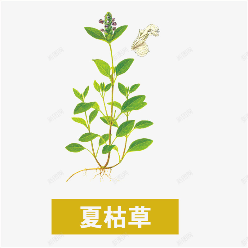 夏枯草png免抠素材_新图网 https://ixintu.com 中药 本草纲目 草药 药材