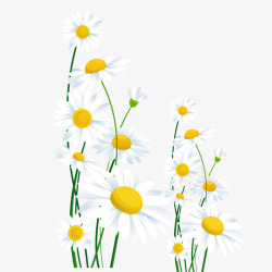 换色菊花重阳节白色色菊花朵装饰免高清图片