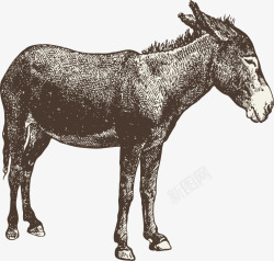 平面驴子素材素描动物高清图片