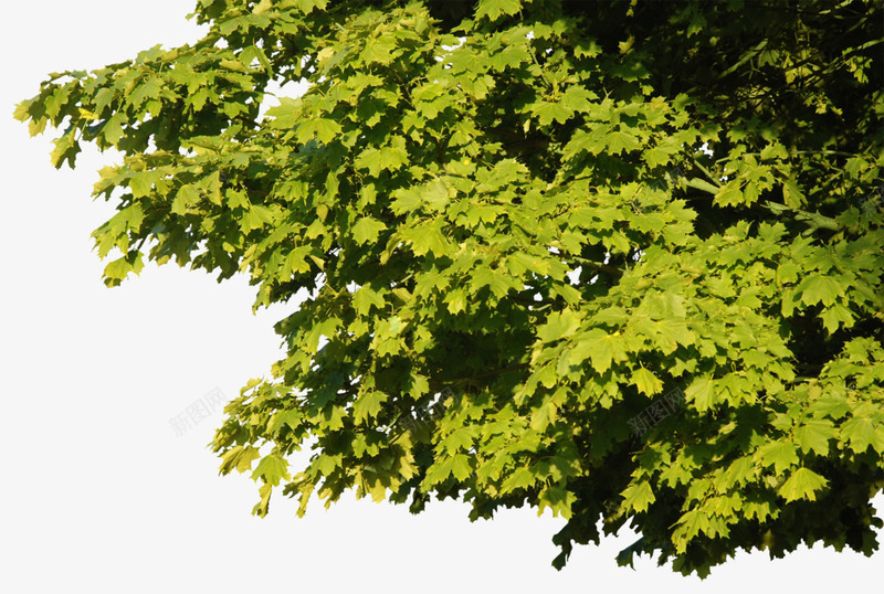绿色叶子植物png免抠素材_新图网 https://ixintu.com 景观 树俯视图 树头 树木 树木树叶 生物世界 绿色 高清 高清树头素材