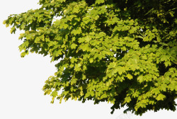 高清树头素材绿色叶子植物高清图片