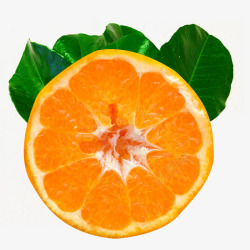 橘子叶子耙耙柑水果和绿叶高清图片