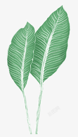 卡通涂鸦植物绿色小清新树叶素材