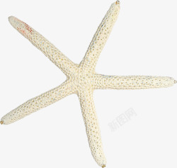 白色海星摄影白色海星沙滩图高清图片