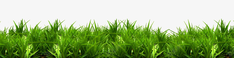 草地psd免抠素材_新图网 https://ixintu.com 乡间小草 大片草地 小草 草丛 草地