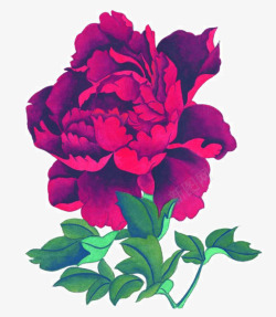 花开富贵素材