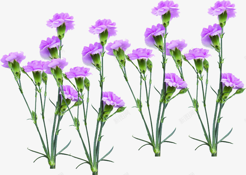 紫色海报植物花朵png免抠素材_新图网 https://ixintu.com 植物 海报 紫色 花朵