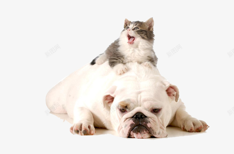 猫和宠物狗摄影png免抠素材_新图网 https://ixintu.com 可爱的小猫 宠物 宠物狗 摄影图片 狗 狗背上的小猫 猫