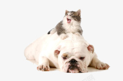 猫和宠物狗摄影素材