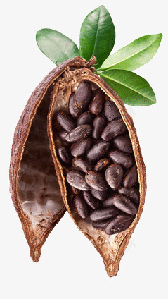 豆荚里的咖啡素材