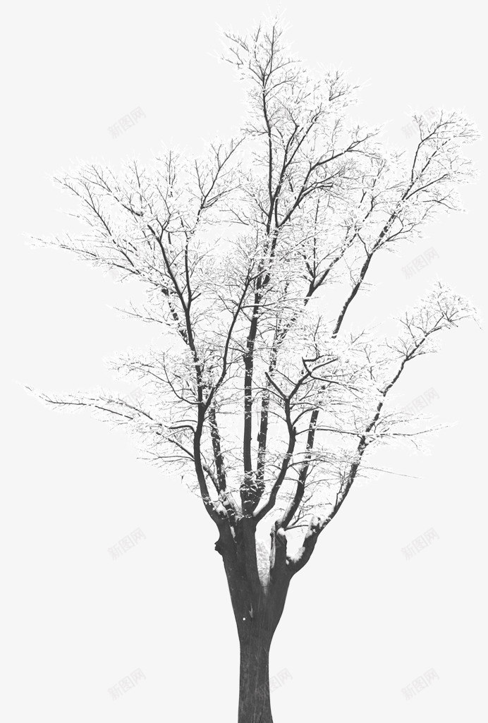 冬天中的雪花覆盖的树png免抠素材_新图网 https://ixintu.com 冬天 创意 简约 设计