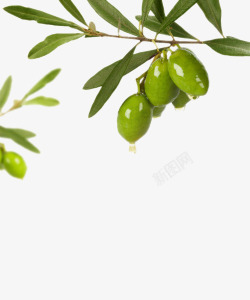 透明绿色液体绿色橄榄油高清图片