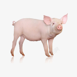 圈养一头猪高清图片