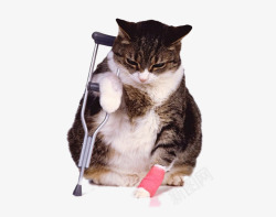 拄拐杖的小猫受伤的猫咪片高清图片