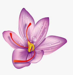 紫色水珠背景藏红花高清图片