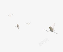 飞行的白鹤白鹤高清图片