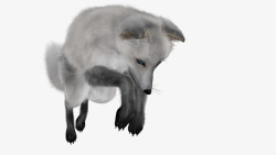 北极狐蹦跳北极狐可爱高清图片